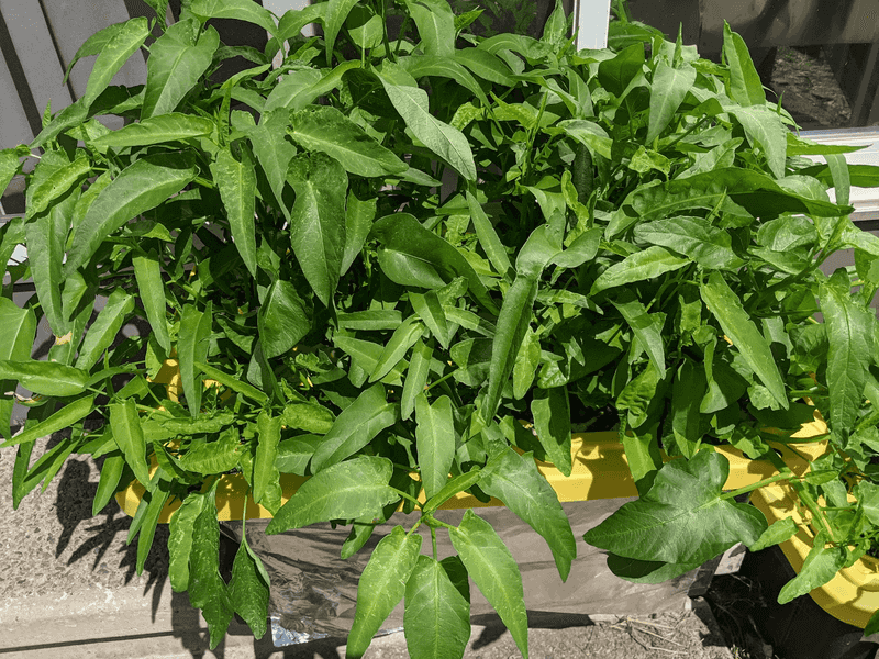 Edible Noxious Weeds Under State Law Edible Noxious Weeds Under State Law