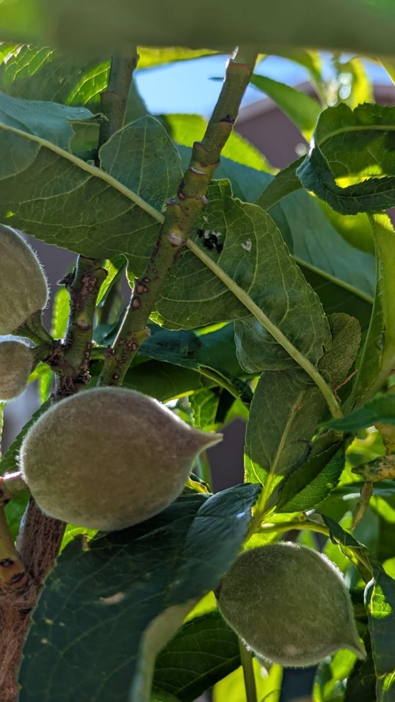 Egg Clusters On Leaf Undersides