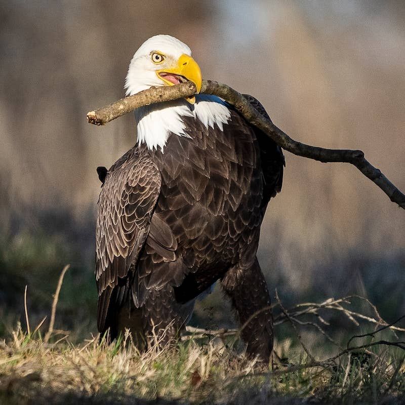 Egg Laying Begins As Early As November So Nests Need Work Now