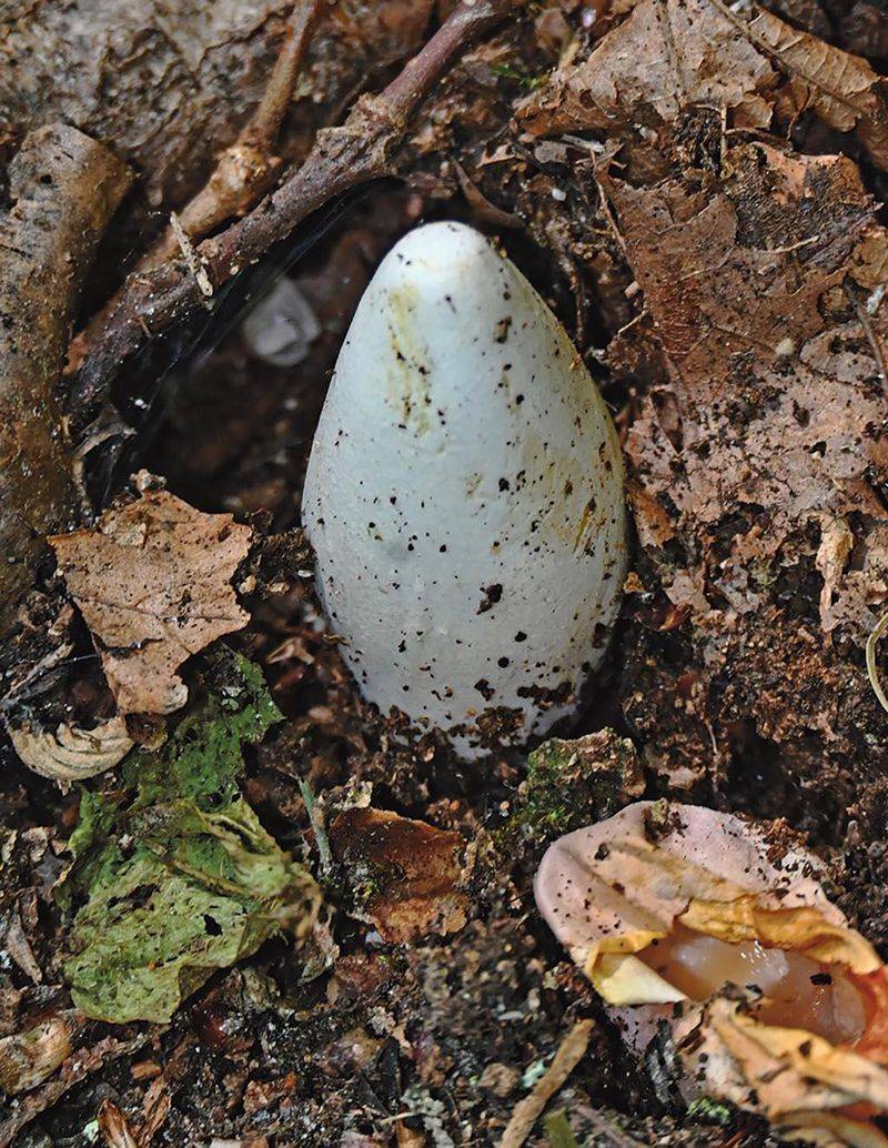 Egg Like Lumps In The Mulch Come Before The Odd Shapes Egg Like Lumps In The Mulch Come Before The Odd Shapes