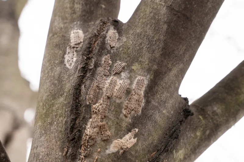 Egg Masses Look Like Smears Of Dried Mud Egg Masses Look Like Smears Of Dried Mud