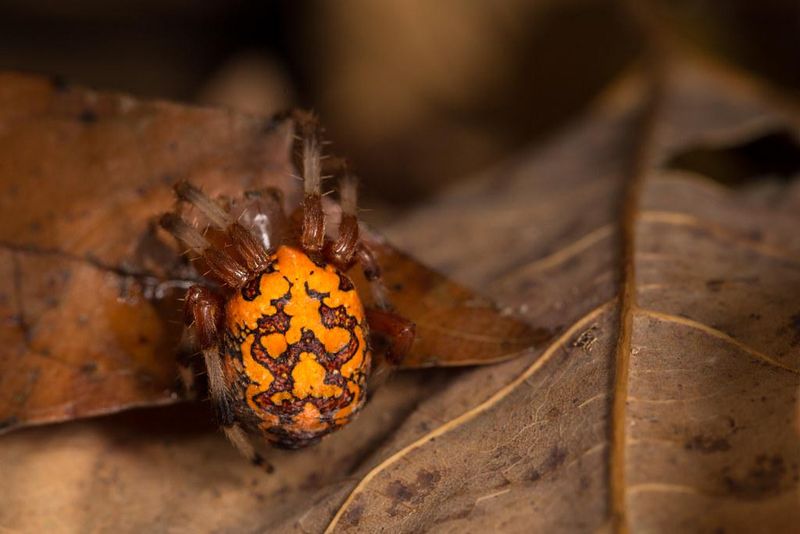 Egg Sacs Help Start The Next Generation Egg Sacs Help Start The Next Generation
