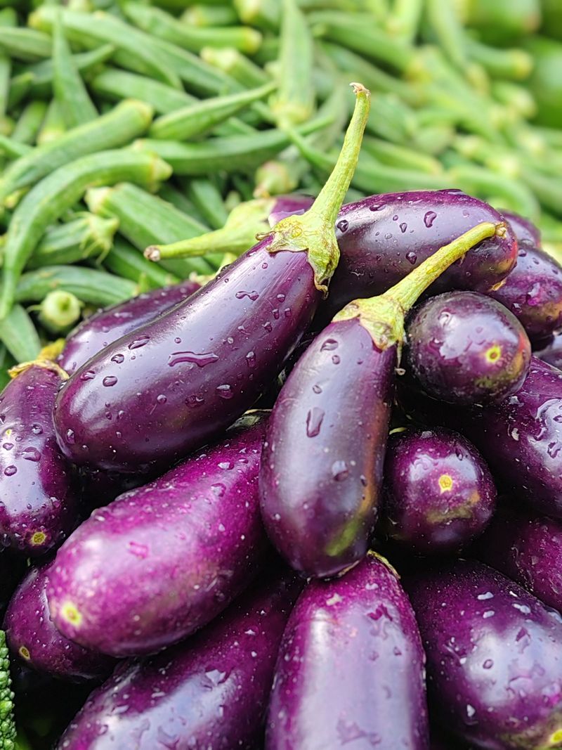 Eggplant Shines In Purple Eggplant Shines In Purple