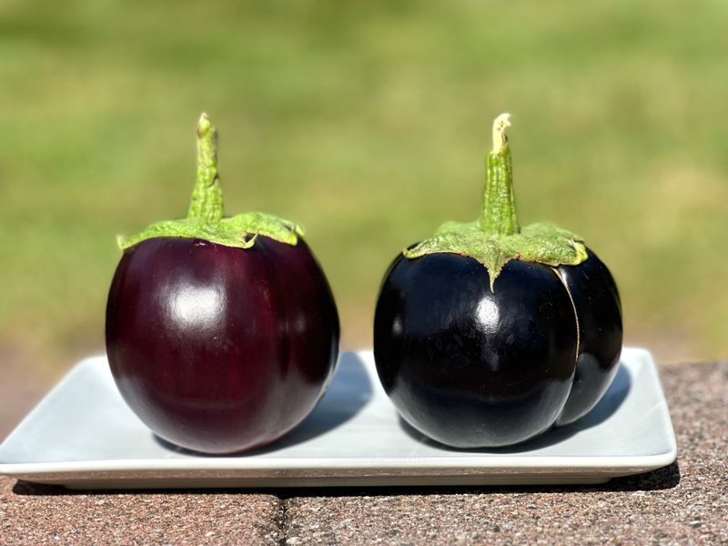 Eggplant