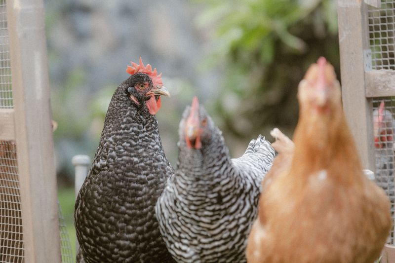 Eggs From Backyard Chickens