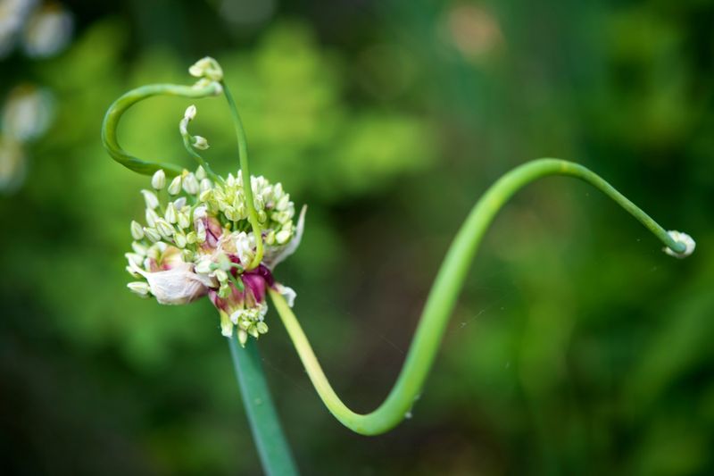 Egyptian Walking Onions For A Perennial Patch Egyptian Walking Onions For A Perennial Patch