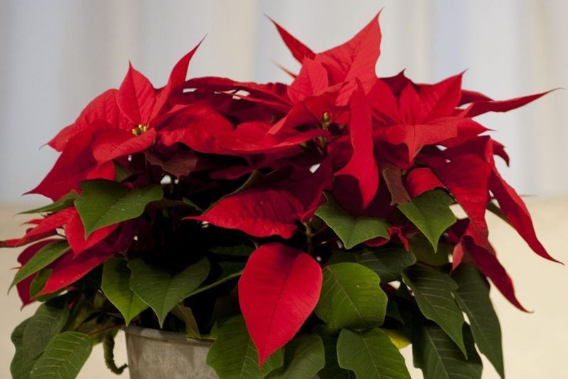 Eight To Ten Weeks Reach Christmas Color