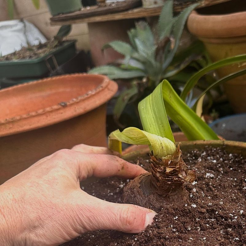 Eight To Twelve Weeks Of Rest Helps Reset Flowering