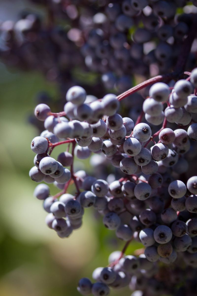Elderberry Adapts To Heavier Soil Types Elderberry Adapts To Heavier Soil Types