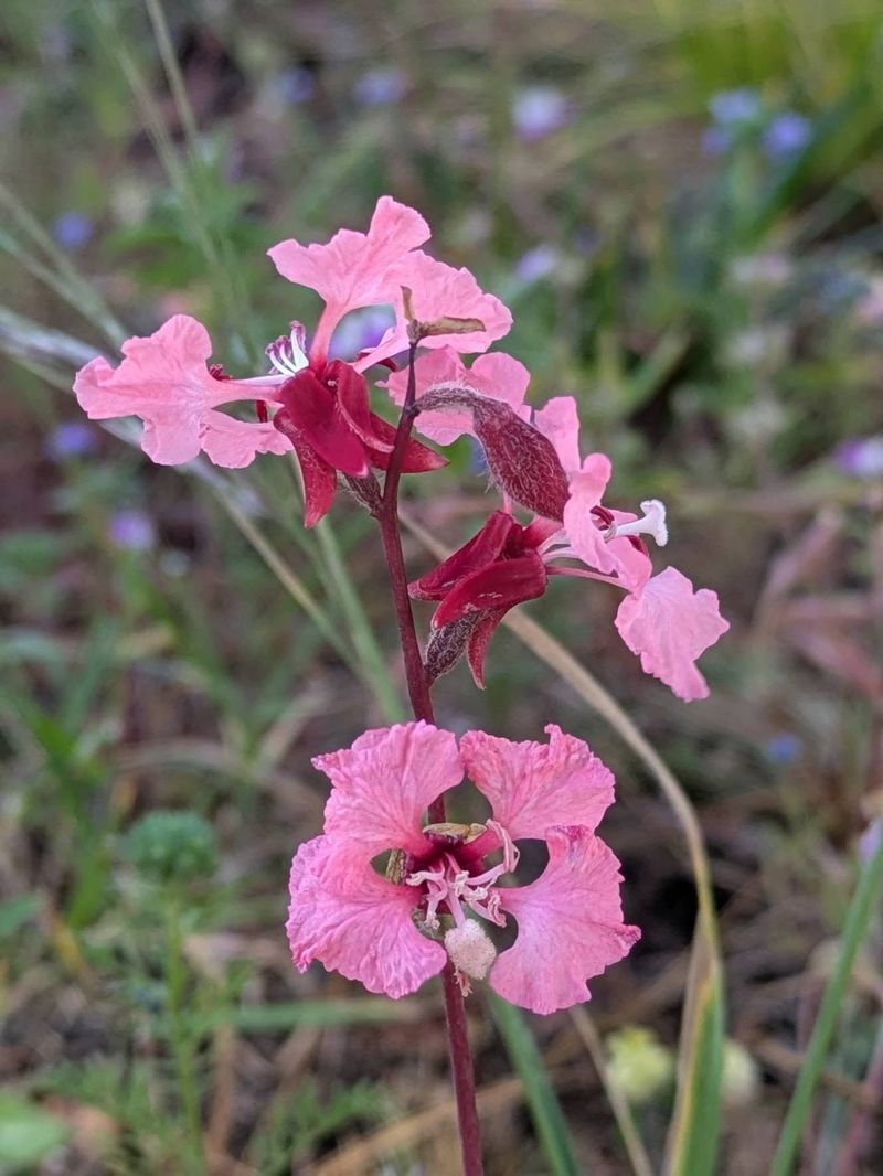 Elegant Clarkia Elegant Clarkia