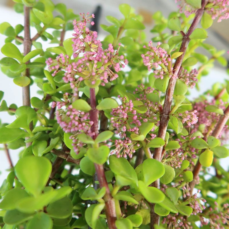 Elephant Bush