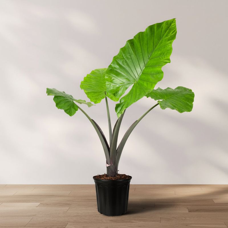 Elephant Ear Alocasia Elephant Ear Alocasia