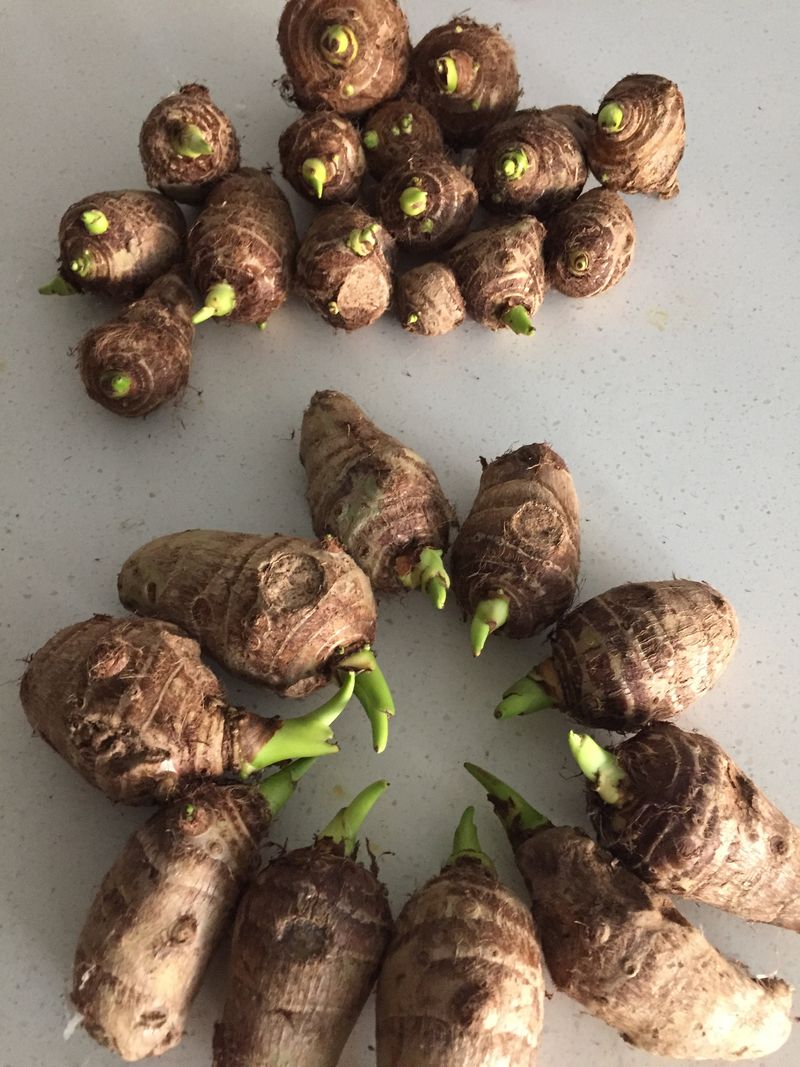 Elephant Ear Tubers Elephant Ear Tubers