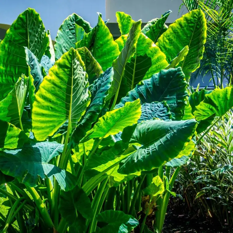 Elephant Ears In Colder Parts Of The State Elephant Ears In Colder Parts Of The State