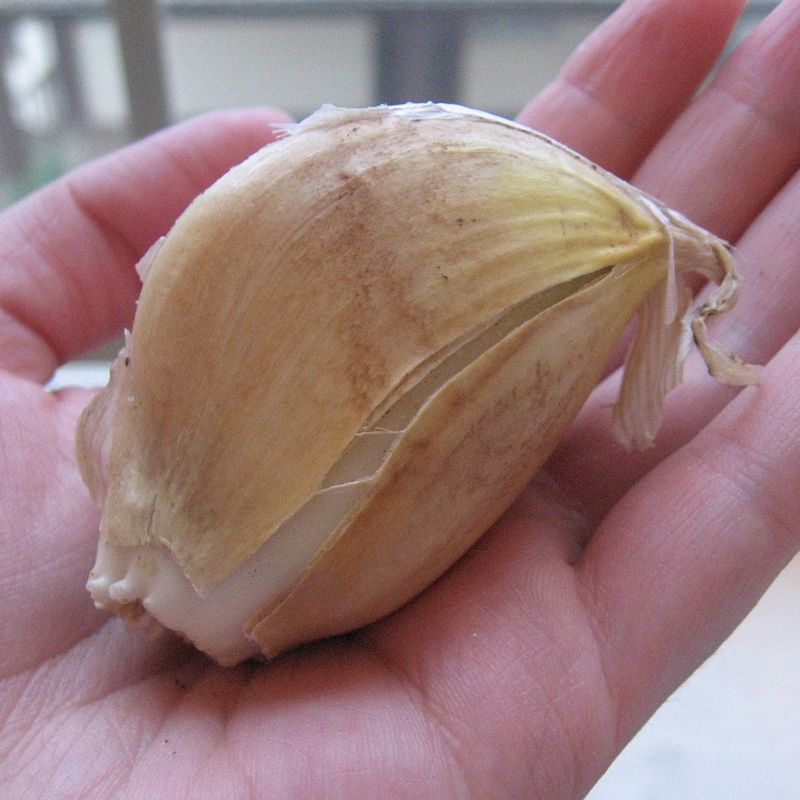 Elephant Garlic For Giant, Mild Cloves Elephant Garlic For Giant, Mild Cloves
