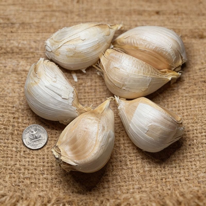 Elephant Garlic Grows Huge In Texas Soil
