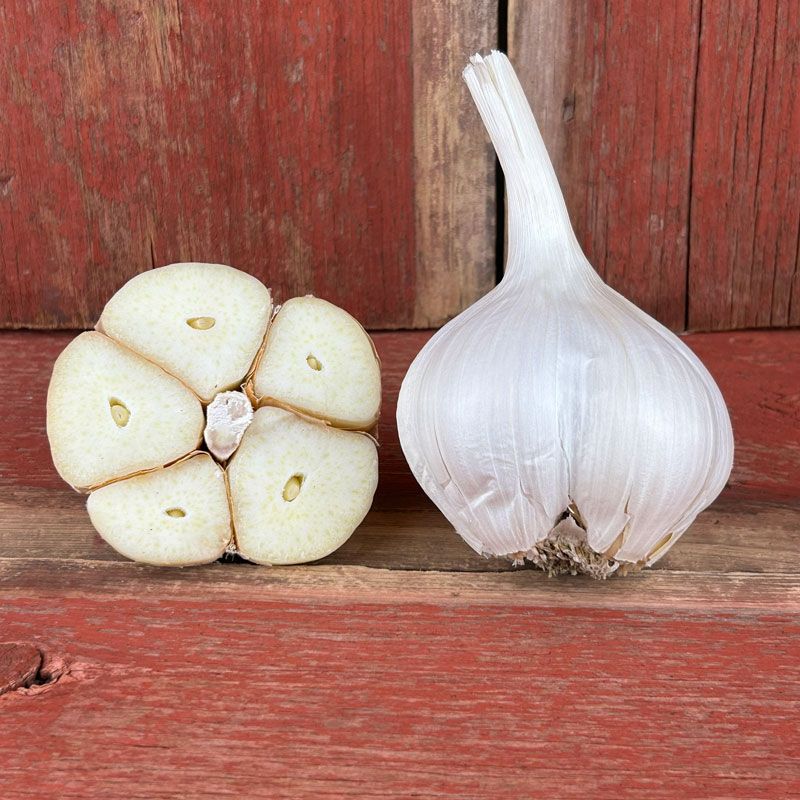 Elephant Garlic Is A Leek Relative That Forms Huge Mild Bulbs Elephant Garlic Is A Leek Relative That Forms Huge Mild Bulbs