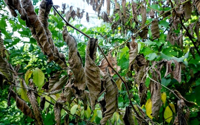 Elms With Dutch Elm Disease Face Strict Rules In Some Towns Elms With Dutch Elm Disease Face Strict Rules In Some Towns