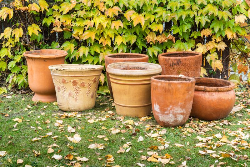 Empty The Soil Before Winter Arrives Empty The Soil Before Winter Arrives