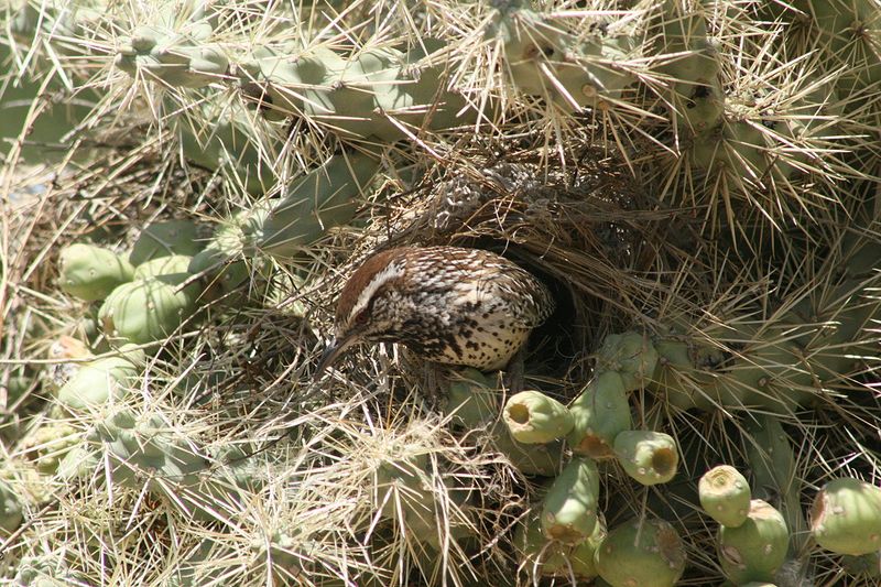 Enclosed nests offer shelter, but their warming effect is unproven