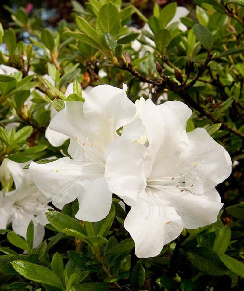 Encore Azalea 'Autumn Ivory' Encore Azalea 'Autumn Ivory'
