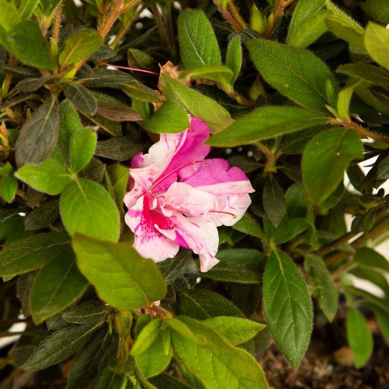 Encore Varieties Flowering Now Still Need A Gentle Hand Encore Varieties Flowering Now Still Need A Gentle Hand