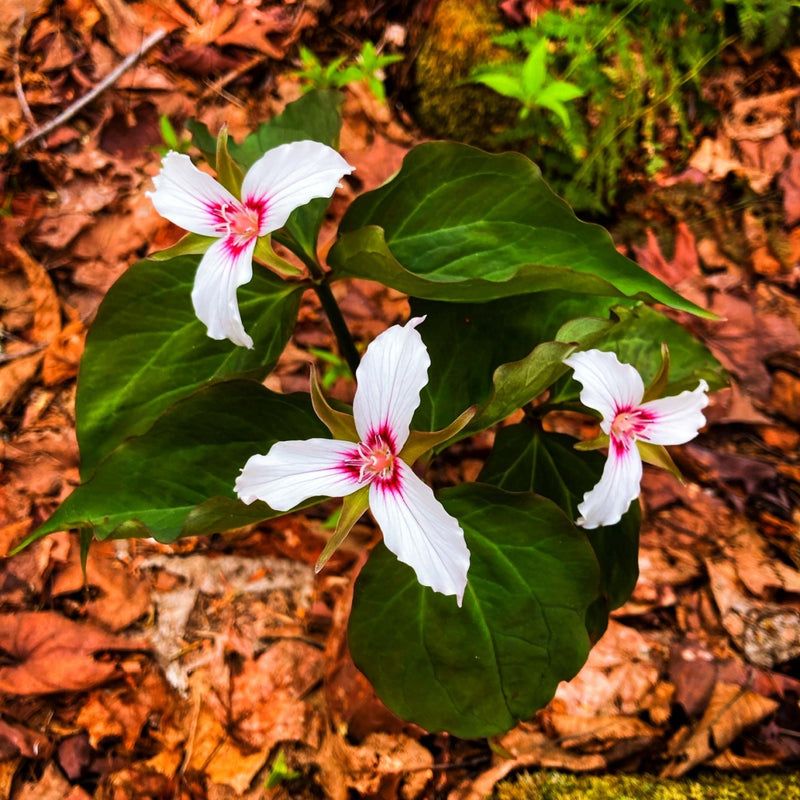 Endangered Plants Need A Separate State Permit