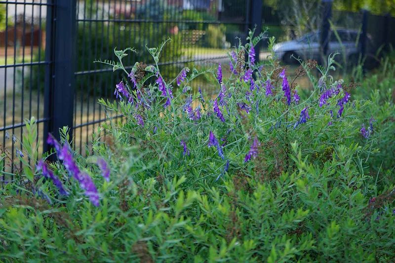 Ending The Cover Crop The North Carolina Way