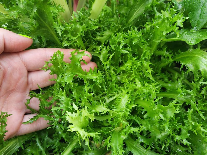 Endive Adds Crisp Leaves With A Pleasantly Bitter Flavor Endive Adds Crisp Leaves With A Pleasantly Bitter Flavor