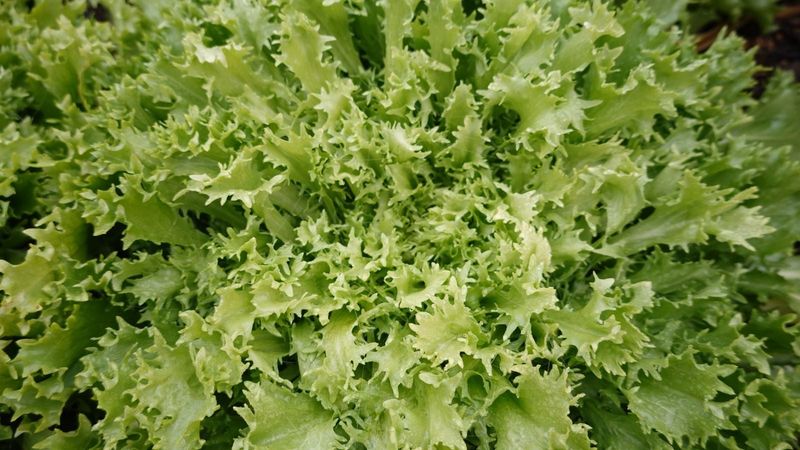 Endive Endive