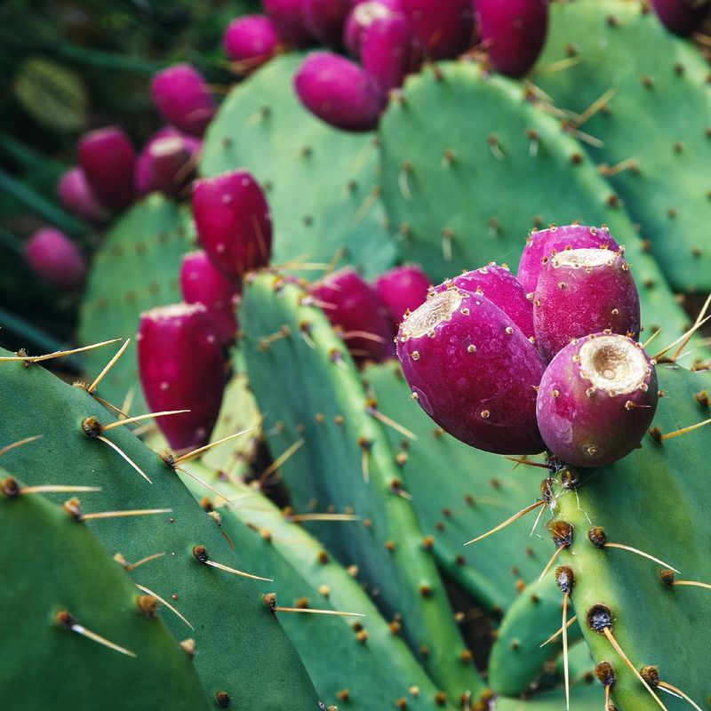 Engelmann's Prickly Pear