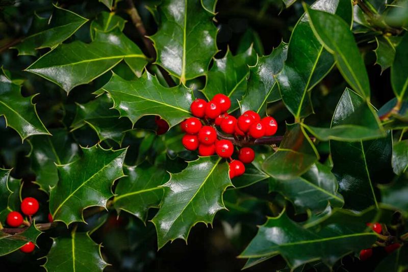 English Holly Spreads In Cool Moist Woods