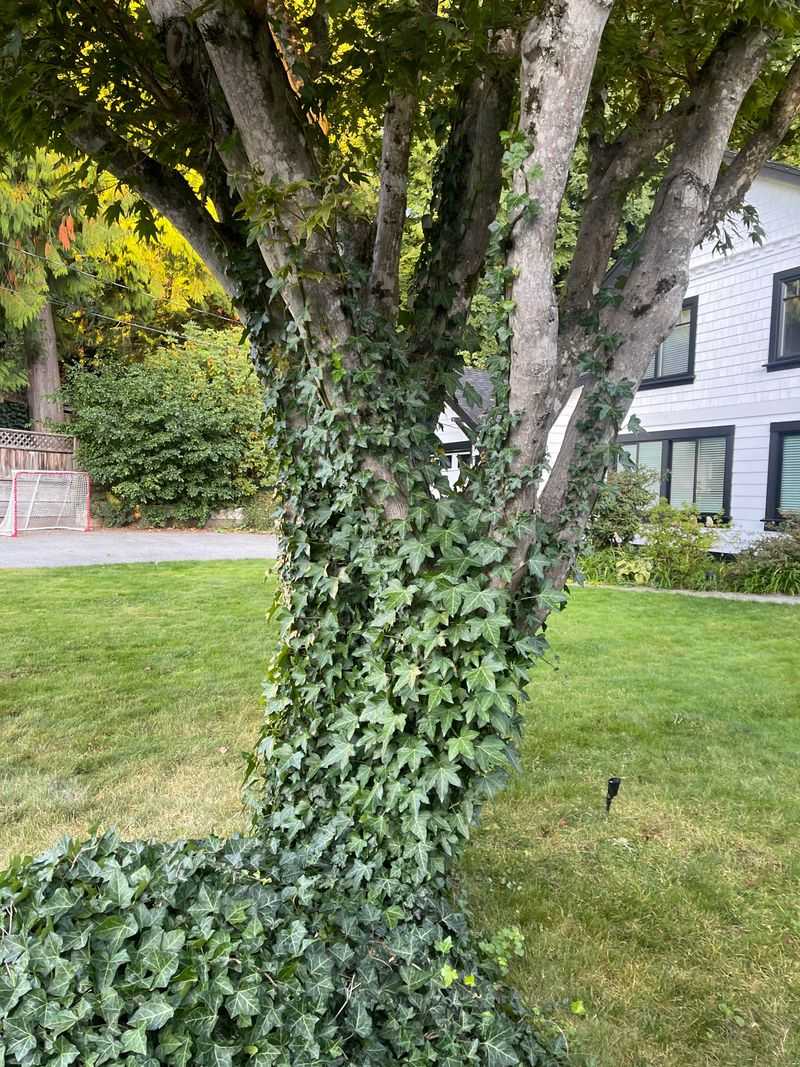 English Ivy, A Classic Groundcover With A Dark Side English Ivy, A Classic Groundcover With A Dark Side