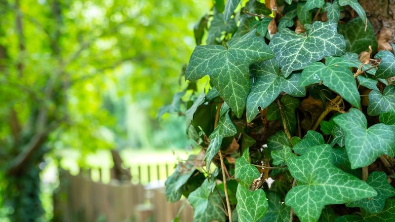 English Ivy And Big Periwinkle Top Avoid Lists English Ivy And Big Periwinkle Top Avoid Lists