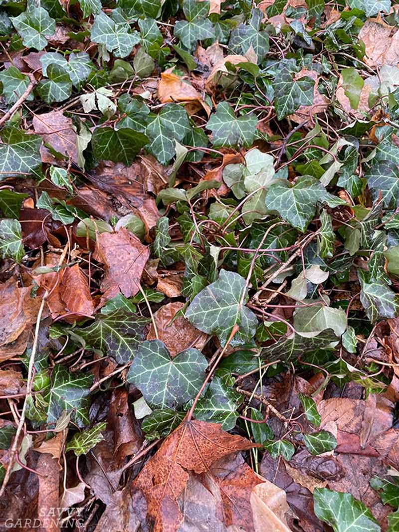 English Ivy Escapes Into Wild Areas