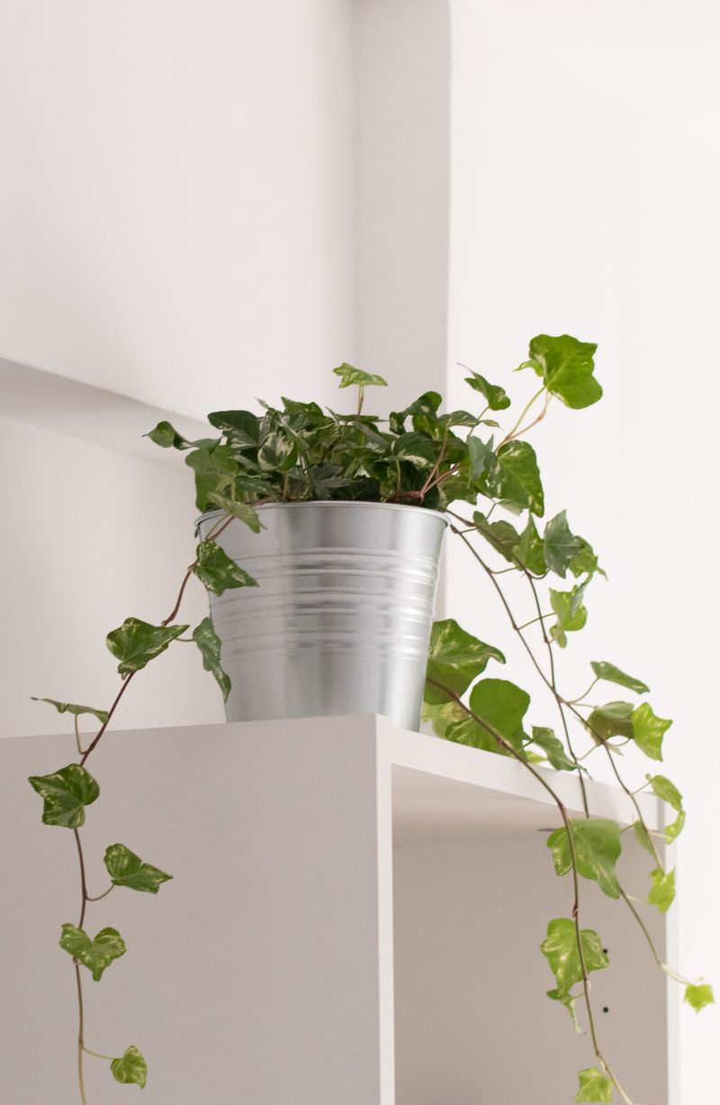 English Ivy Trailing Across Shelves And Banisters English Ivy Trailing Across Shelves And Banisters