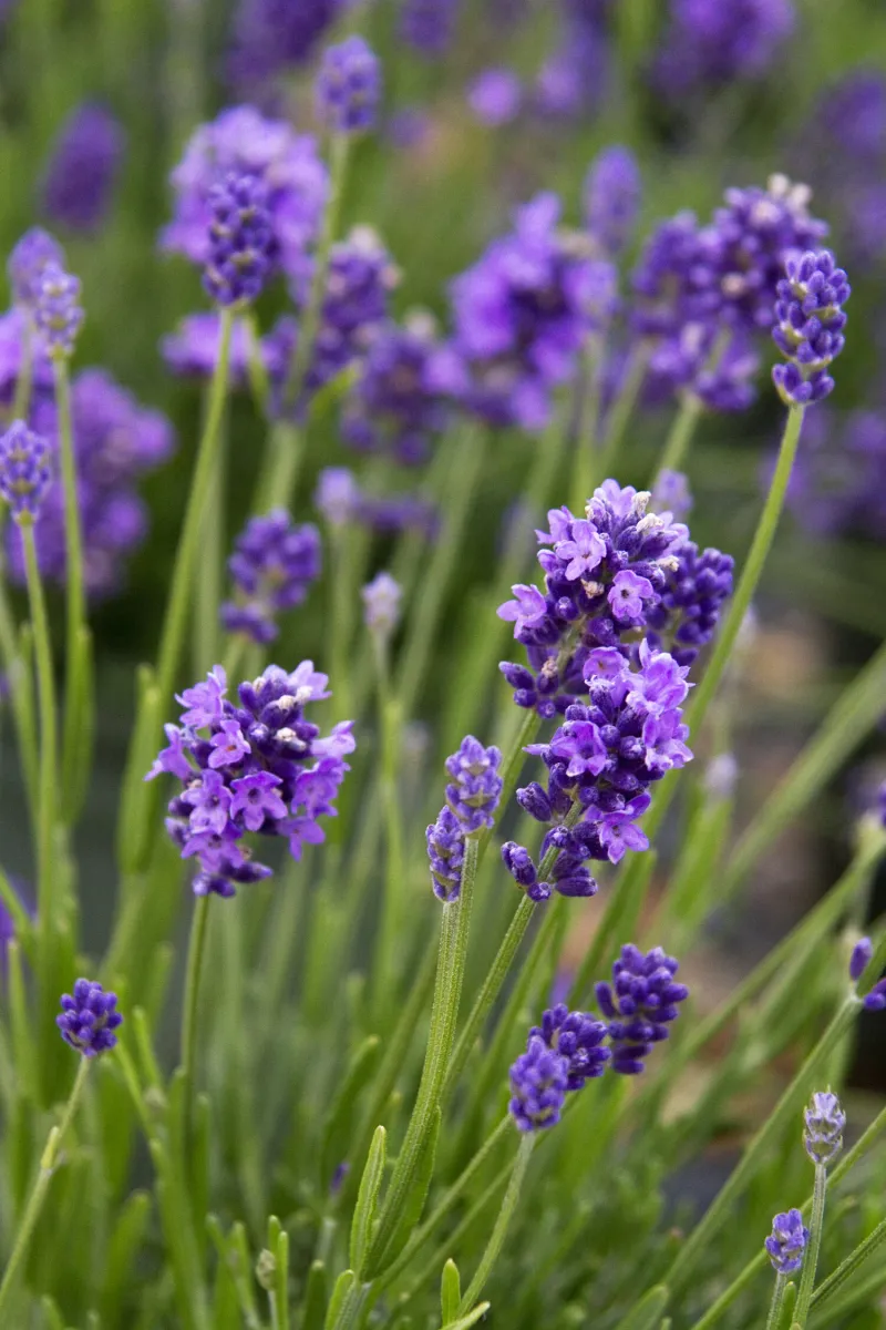 English Lavender English Lavender