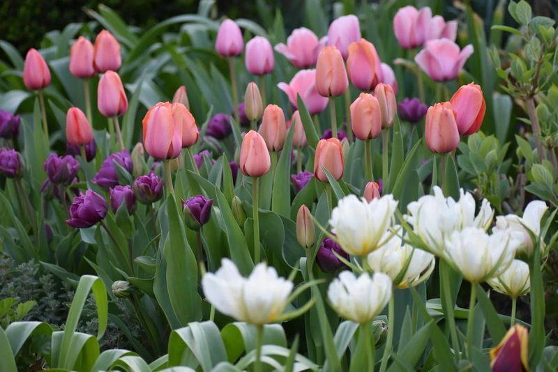 Enjoy Tulips As Spring Treats