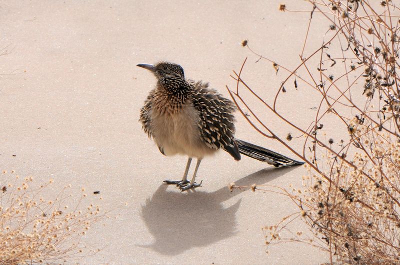 Enjoy a yard visitor without feeding it Enjoy a yard visitor without feeding it