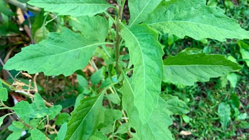 Epazote