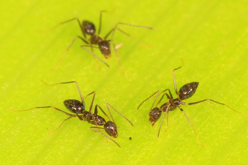 Erratic Looping Paths Signal A Crazy Ant Species
