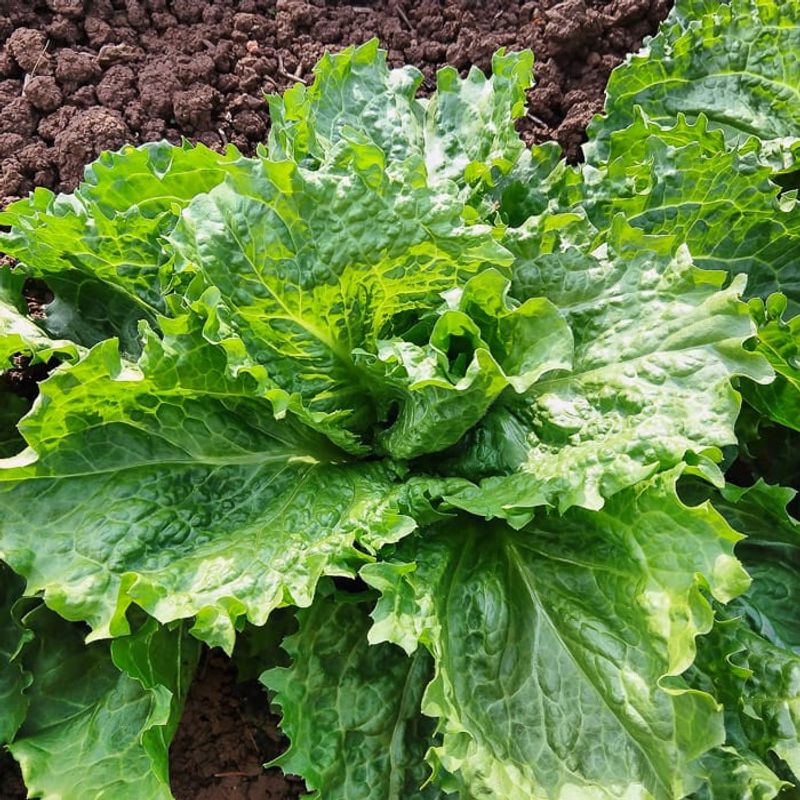 Escarole Produces Broad Leaves For Cool Weather Salads Escarole Produces Broad Leaves For Cool Weather Salads