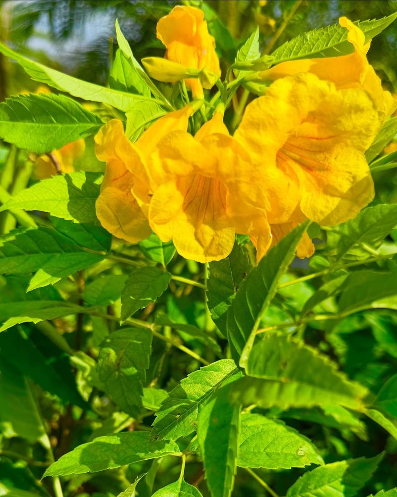 Esperanza Keeps The Sunshine Coming