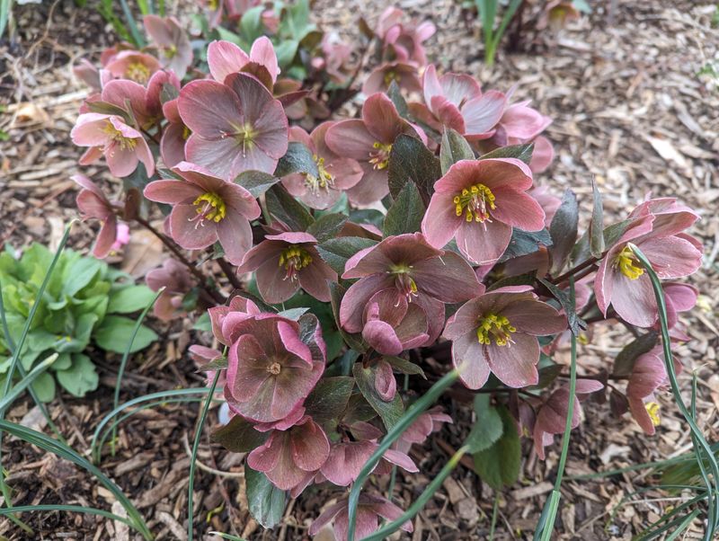 Established Clumps Return With Flowers During The Cool Season