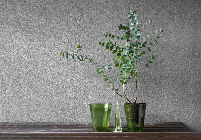 Eucalyptus For A Fresh, Clean Scent Eucalyptus For A Fresh, Clean Scent