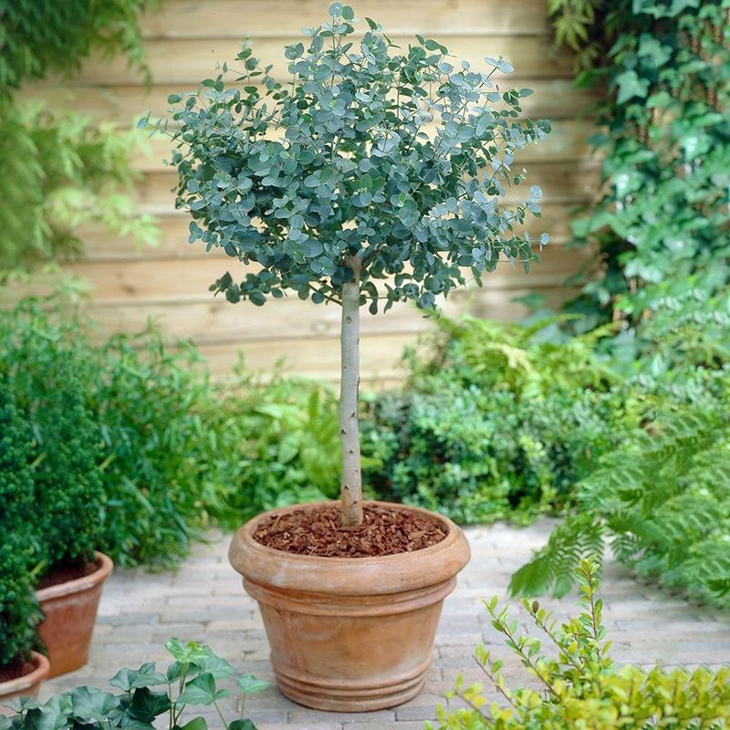 Eucalyptus