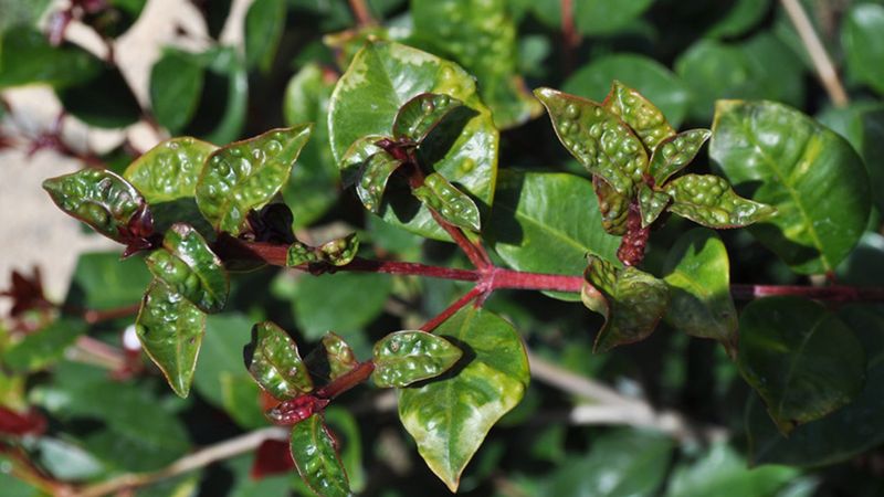 Eugenia Hedges Attract Their Own Psyllid