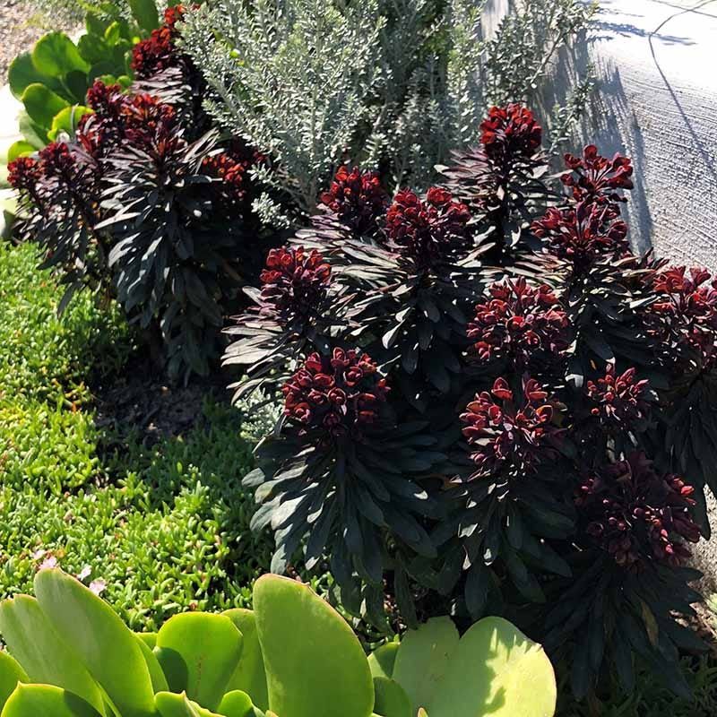 Euphorbia 'Blackbird' Pairs Near-Black Leaves With Lime Spring Bracts