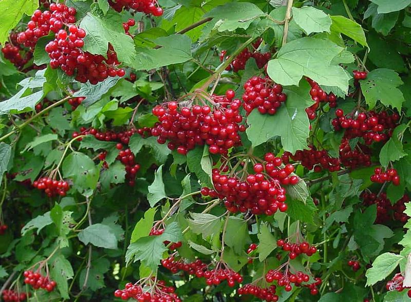 European Cranberry-Bush Is Next In Line For Review