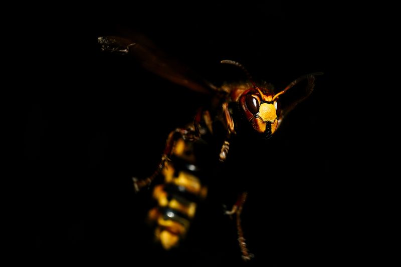 European Hornet Buzzing The Porch Light